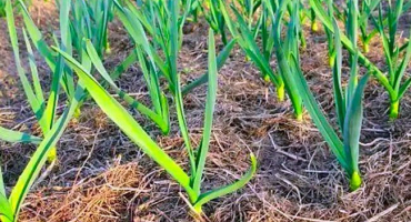 Listy česneku žloutnou, co dělat